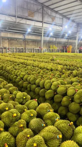 Daklak 2025 … #kcntanandaklak #buonmathuot_daklak #durian 
