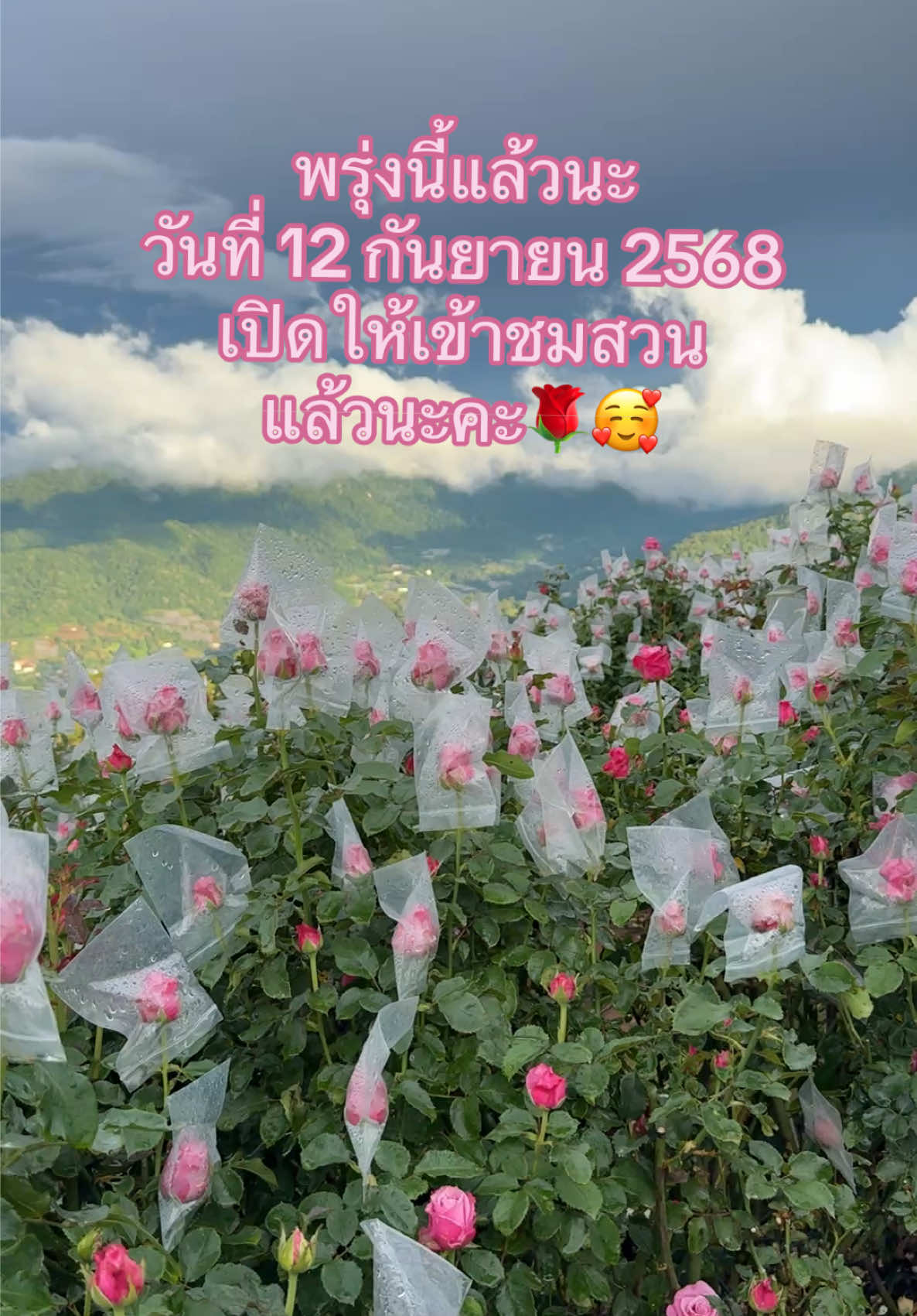 วันที่ 12 กันยายน 2568 เปิดเป็นวันแรกให้เข้าชมแล้วนะคะ มากันเยอะๆนะคะ🌹🥰#สวนกุหลาบโรแมนติกชิดขอบฟ้า #ปลูกกุหลาบ #แม่ริม #เชียงใหม่ #ฮิตในtiktok 