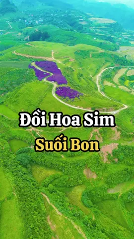 Đồi sim Suối Bon - Vân Hồ  đây ko phải hoa sim đâu là hoa mua hay hoa khỉ gì đấy các bác, chỉ vì lướt thấy video review quá đẹp nên con mén nhà e bắt đưa đi, và bây giờ e cũng đăng để các bác cũng phải bò lên giống e thôi 😎  #doisimsuoibon#Doischau #dulichvietnam #chill #viral 
