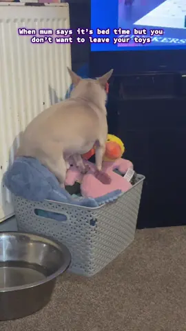 #chihuahua #dogsoftiktok #dogtok 