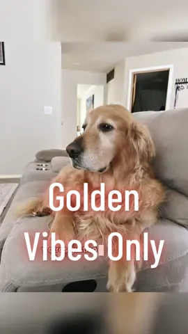Golden Vibes Only!  “Golden vibes only ✨🐾 porque con su alegría, su ternura y esa sonrisa dorada, mi día siempre shines brighter ☀️🐶💛 #GoldenRetrieverEnergy #GoldenRetrieverLife #GoldenRetrieverLovers #GoldenVibes #DogMomLife  