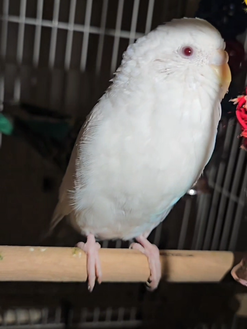 Birdie eyes #oceaneyes #billieeilishtrend #fyp 