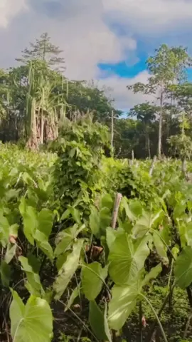 satu bulan lagi kita pane siho namolah ..