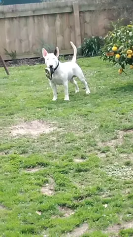 #bullterrierlife naughty bully