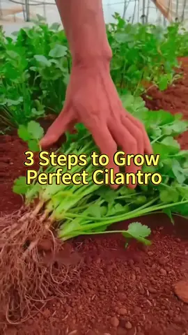 3 Steps to Grow Perfect Cilantro#coriander #agriculture #plants #planttips #vegetables