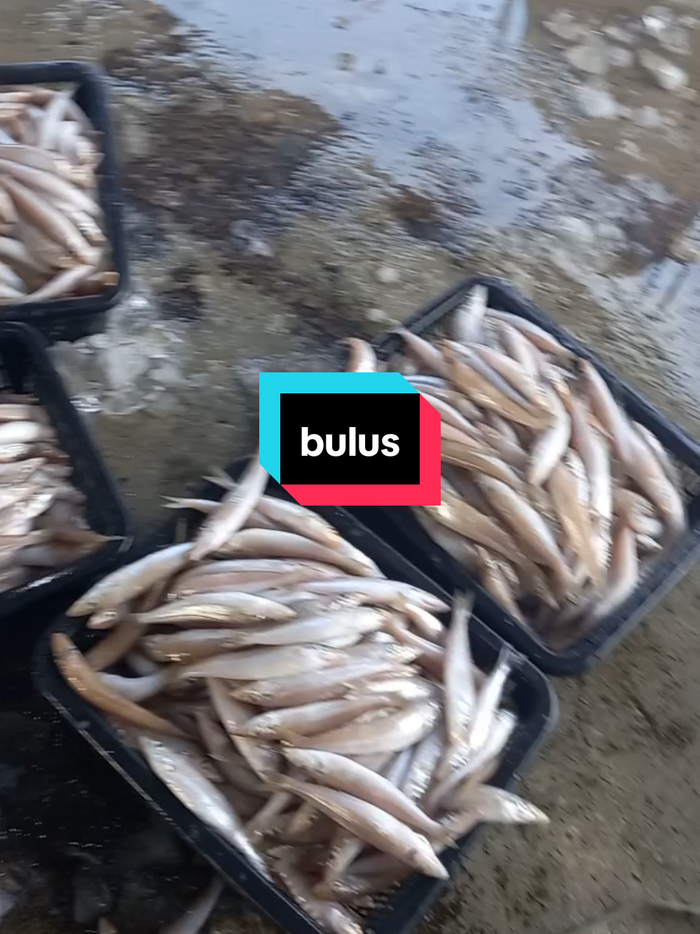 siapa pernah makan ikan ni? orang kata sedap isi dia. biasa masak apa yg sedap? 📍nama jeti: hai seng huat fishsery bagan sekinchan (buka 9.30 pagi - 5.30 petang) #bulus #ikan #sekinchan #laut #segar #fyp 