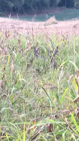 Can you see those big boys#cedarridgewhitetails #nature #huntingtiktok #wildlife #deerhunting 