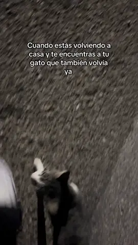 Juan Simon 🐈‍⬛ #gato #Juan #Simon #fyp #parati 
