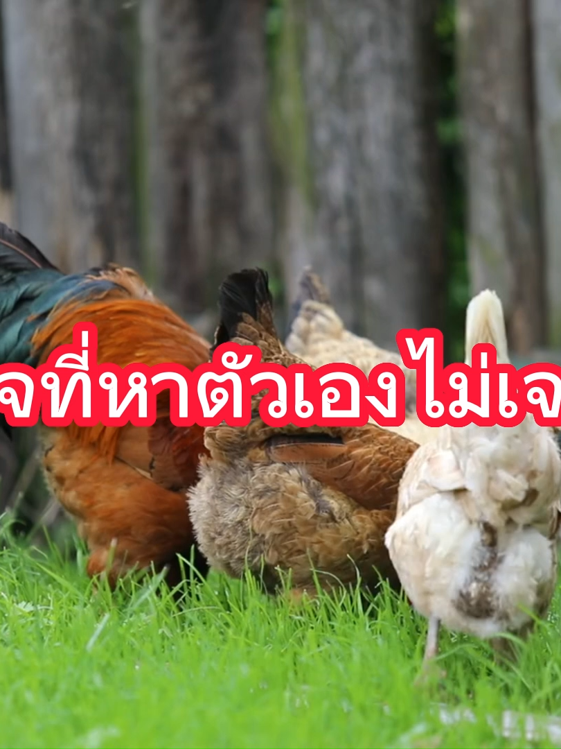 #โค้ชเดชสอนเทรด