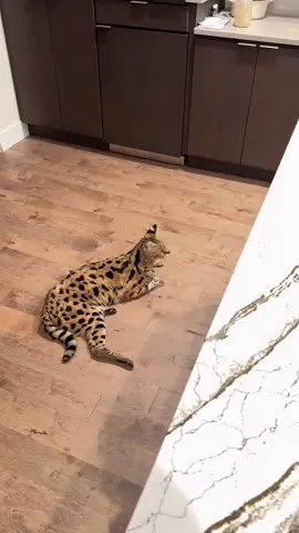 #videoviralitiktok #animals #cat 