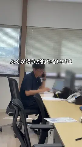会社猫ふくの日常😸 男は追われると逃げたくなる？トミーの肉食系疑惑勃発した瞬間です🫣 #株式会社日章#会社猫#トラック