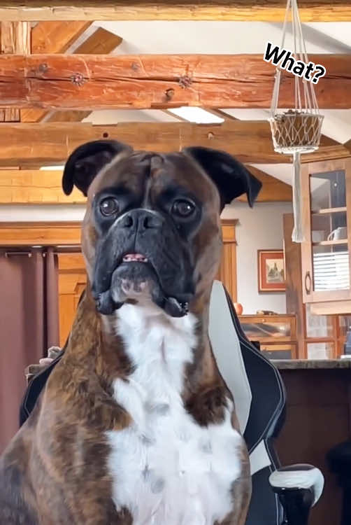 When you tell a dog that you are so hungry that you can eat a dog🤣