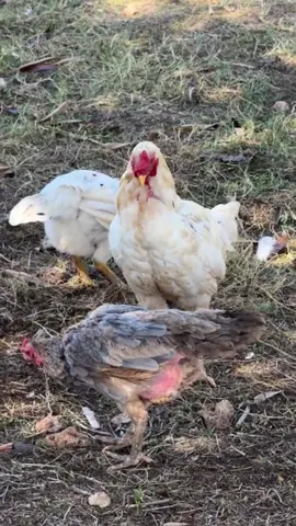 Your chickens must supplement protein and calcium during the molting period, and using Proilgrubs is the best choice to help them.#chicken #farmlife #chickensoftiktok #tiktokshop #proilgrubs 