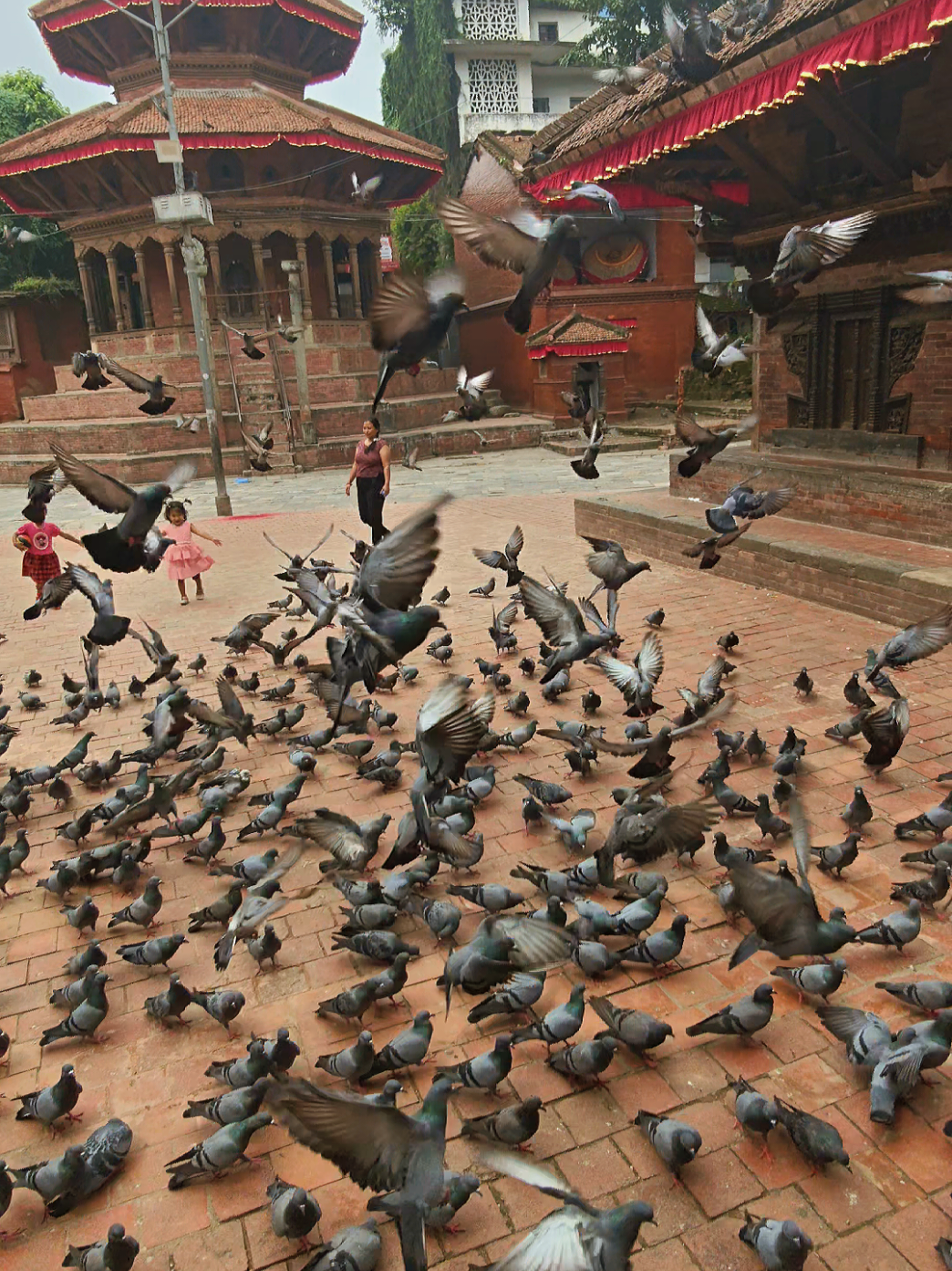 Feeding pigeon at Basantapur, Phase ii. #foryou #foryoupage #fyp #creatorsearchinsights #basantapur 