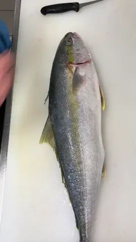 Kingfish #knife #fish #fyp #kingfish #fillet 