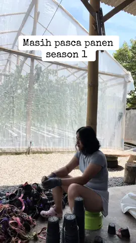 Penting gak nyangkul aja  😁aku masih sanggup diajak jadi bu tani #melonpremium pembersihan pasca panen season 1 #rymmahydrofarm 