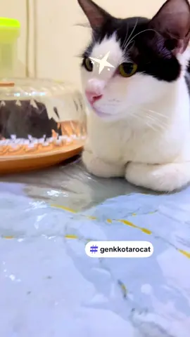 Memang menggemaskan capi Lee mo ini#genkkotarocat#kucingtiktok#jangkauanluas#pagipagiambyar#sorotantiktok 