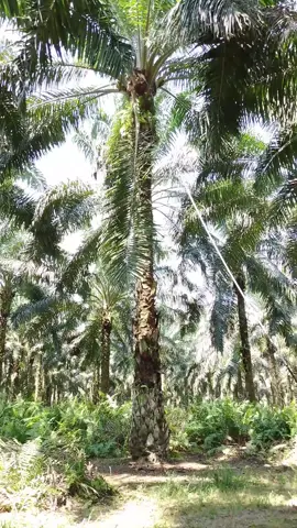 ketika udah laper tapi nanggung           #fypシ゚ #kulisawit #jawatengah 