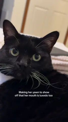 #catsyawning #catsoftiktok 