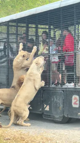 #lion #safari #safariworldbangkok  #safarifeeding 