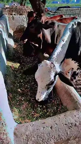 🐄🐄🐄🐄🐄🐄