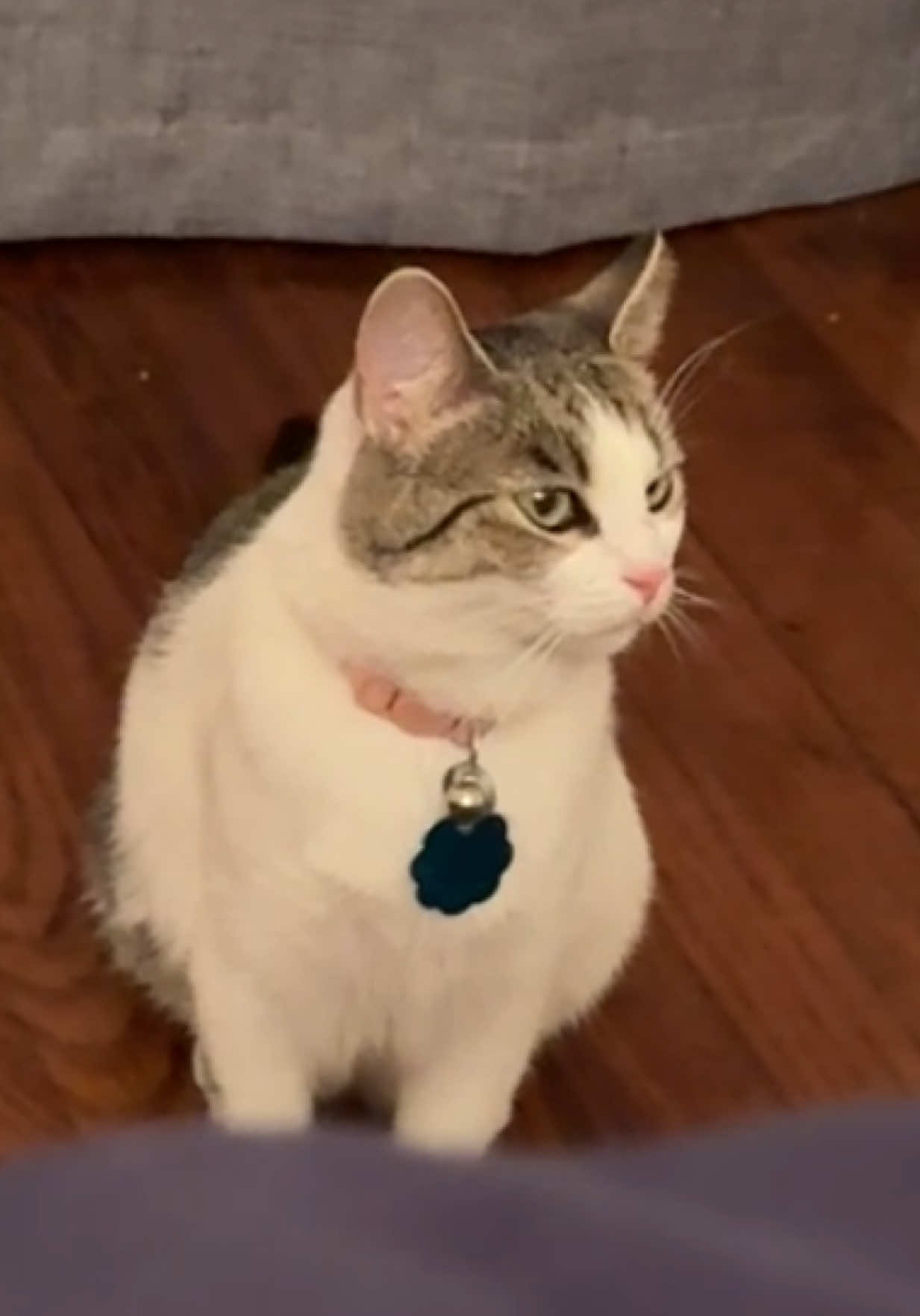 she scared me so bad too 😭😭 #catsoftiktok #fypシ゚viral #fyp #foryou #foryourpage 