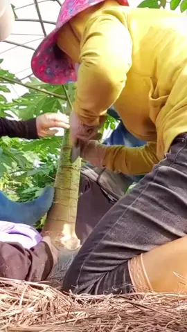 Why do Chinese people break papaya trees? #papaya #papayas #trees 