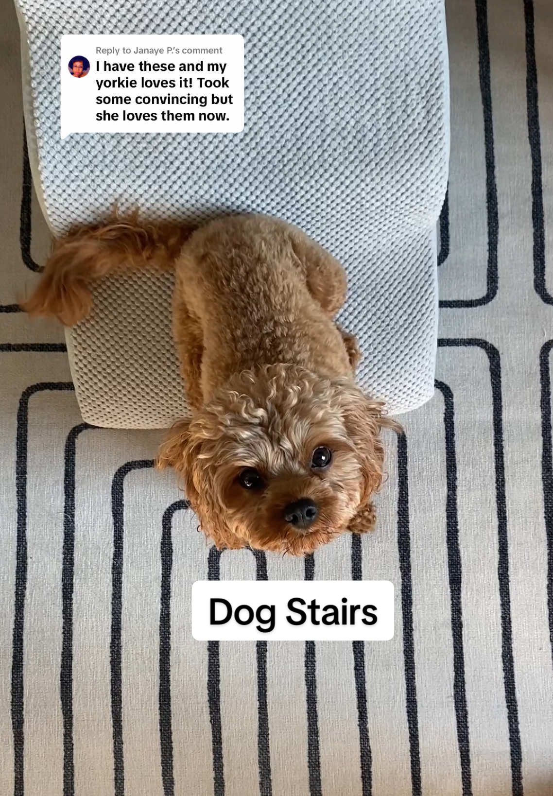 Replying to @Janaye P. Your pup may not understand at first, but teaching them to use stairs instead of jumping saves their joints (and avoids expensive vet bills later). 🐶💕 Whether it’s a yorkie, a cavapoo, or any small dog that loves being on the bed — this is the easiest way to keep them safe and snuggled right next to you. #DogStairs #DogParents #SmallDogLife #dogstairs 