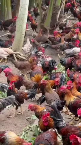 Gabung di Mitra Ternak Kita DM/Klik Link WhatsApp di Bio Profil ya