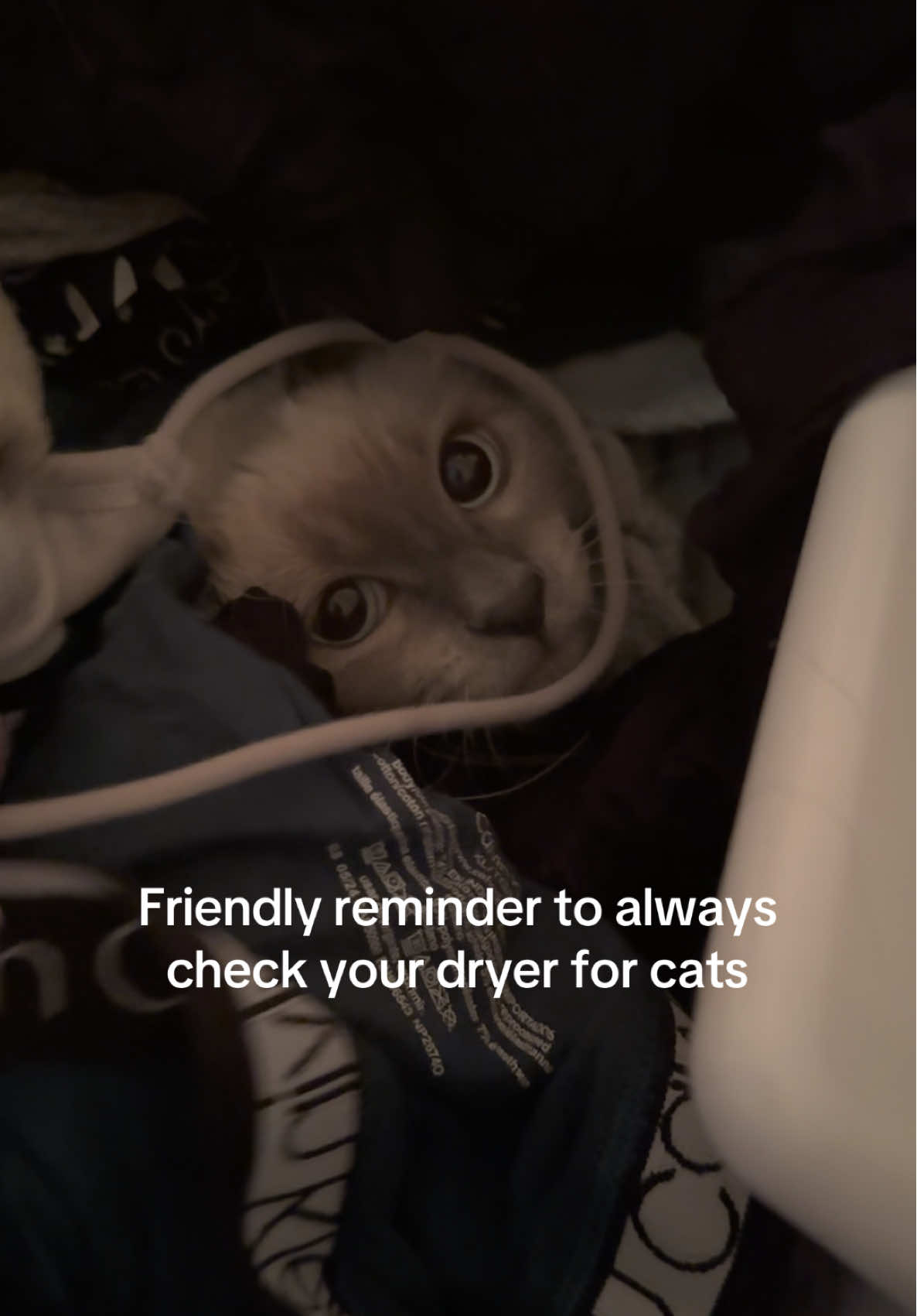#cat #fyp #psa 