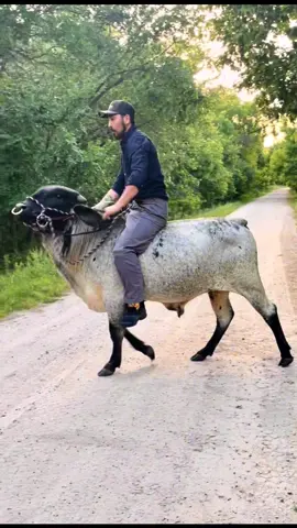 For sale, not on sale!!  #fyp #brahman #horse #western #lol 