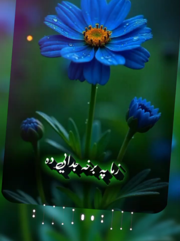 #CapCut سنگه نیمگڑی ذنداگی دہ بی له ته۔جانانه #foryou #tiktok #viralvideo #musawazirstani 