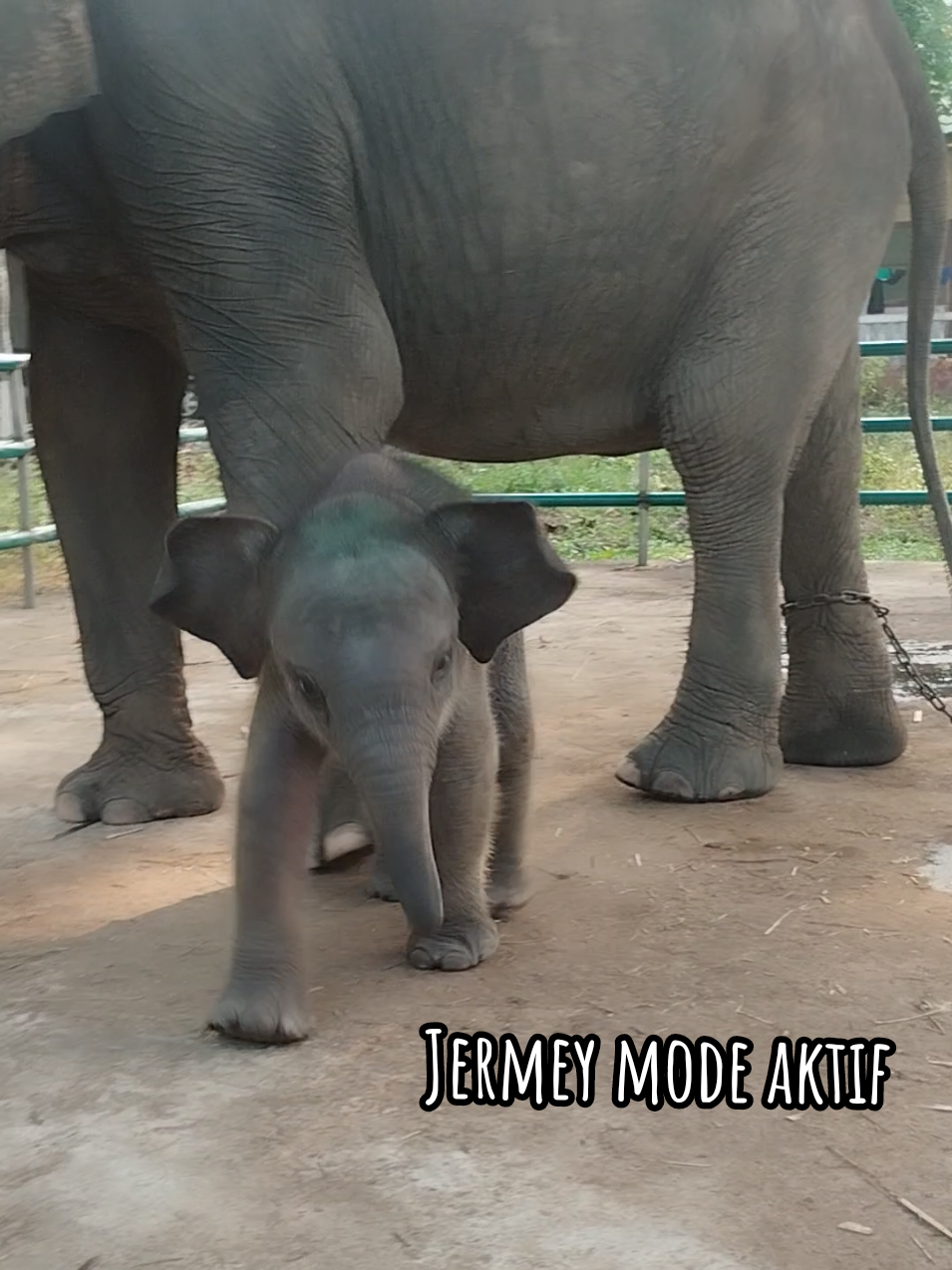 Jermey mode aktif,gak bisa diem ini anak.🐘 sehat-sehat ya dekk,🥰🐘 #waykambas #tamannasionalwaykambas🐘 #gajah #gajahlucu #fyp 