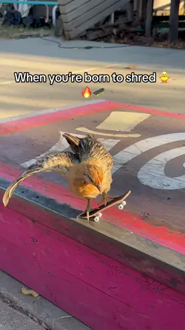 When you’re born to shred 🐥🔥🛹 She just unlocked Pro Skater mode 😂 #ChickTok #TechDeck #SkaterLife #BabyChick #FunnyTok    