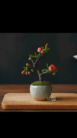 Mini bonsai of quince, quietly observed. 🌿 #Bonsai #Quince #NatureArt #SliceCraftJP #SCJP #Miniature #Aesthetic #TikTokNature