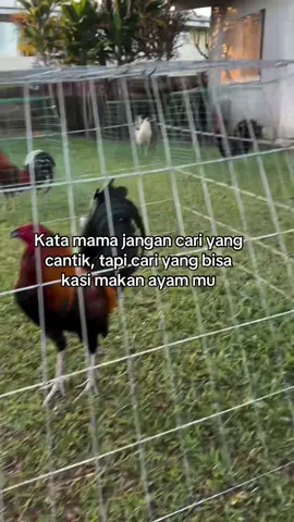 Adakah yang bisa kasi makan ayam 🐔🤣 #gamefarm🐓🐓🐓 #pammanu🐓 #peternakmuda #ayampilipina🇵🇭 #fyp 