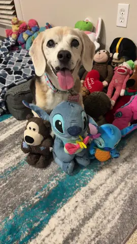 #stitch #stitchlover #liloandstitch #stitchsquad #laceythebeagle 