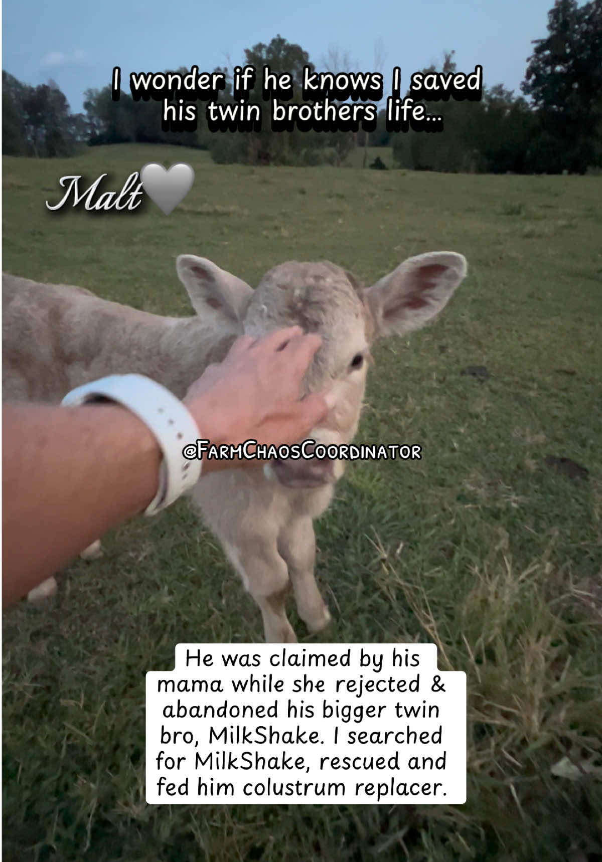 Malt🩶MilkShakes lil twin bro claimed by their mama. #farmlife #cow #rescue #fyp #foryoupage 