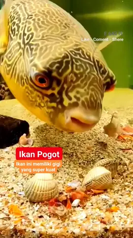 Ikan Pogot ikan pogot