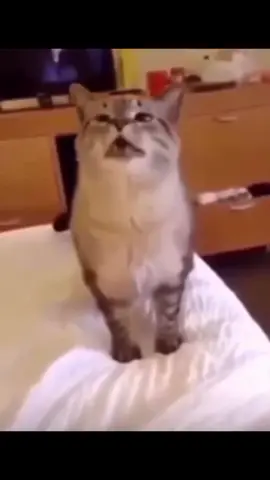 #اكسبلور 
