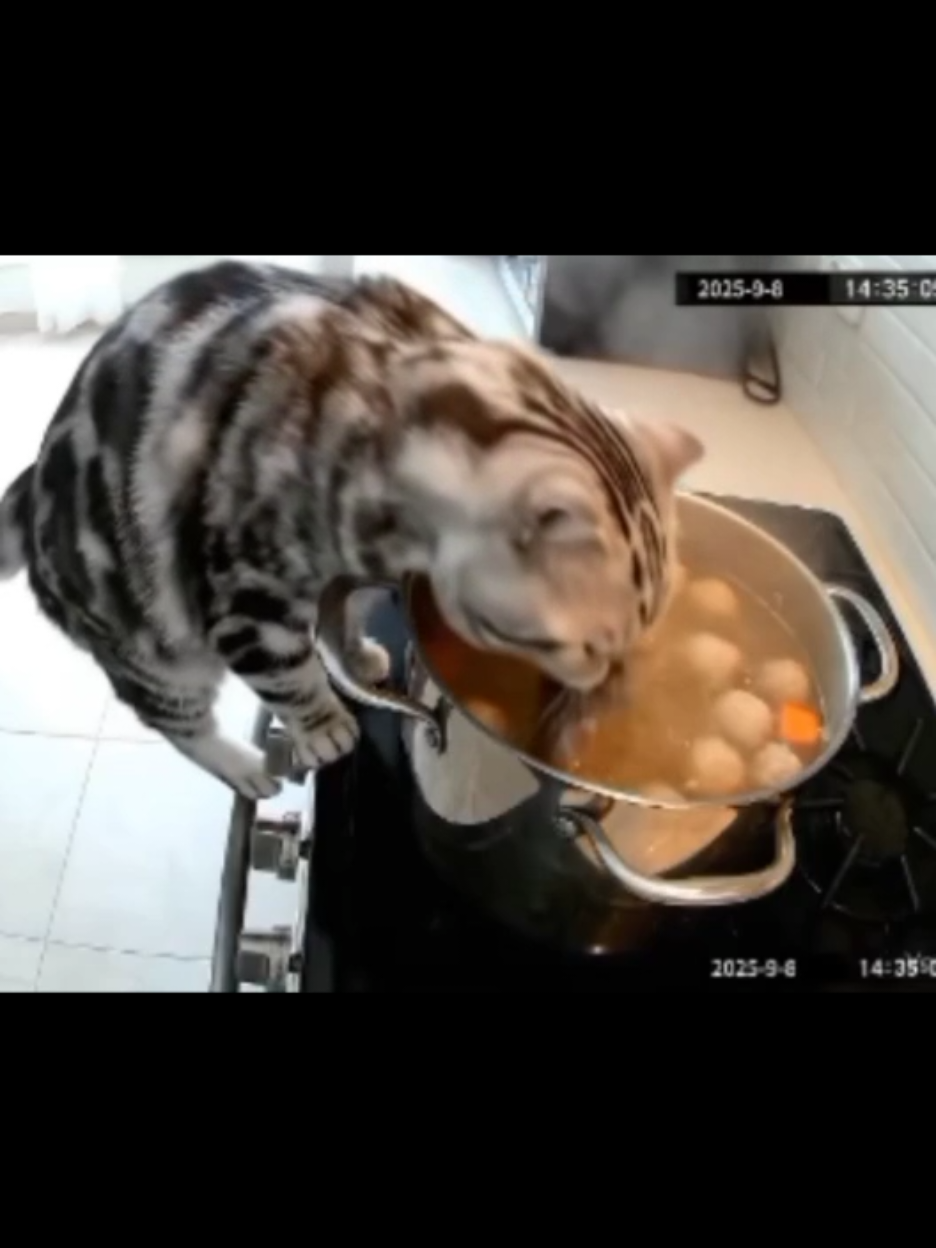 Now a day cat so clever 😂  #cat #fyp #foryou #trending #viral 