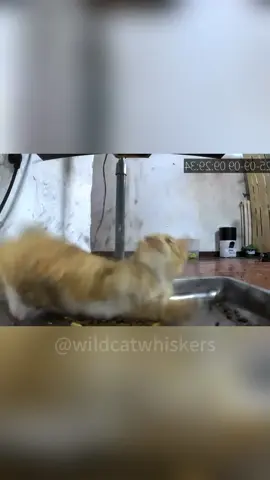 Cat monitored by automatic feeder #pets #funnyvideos #funny #fyp #cat 