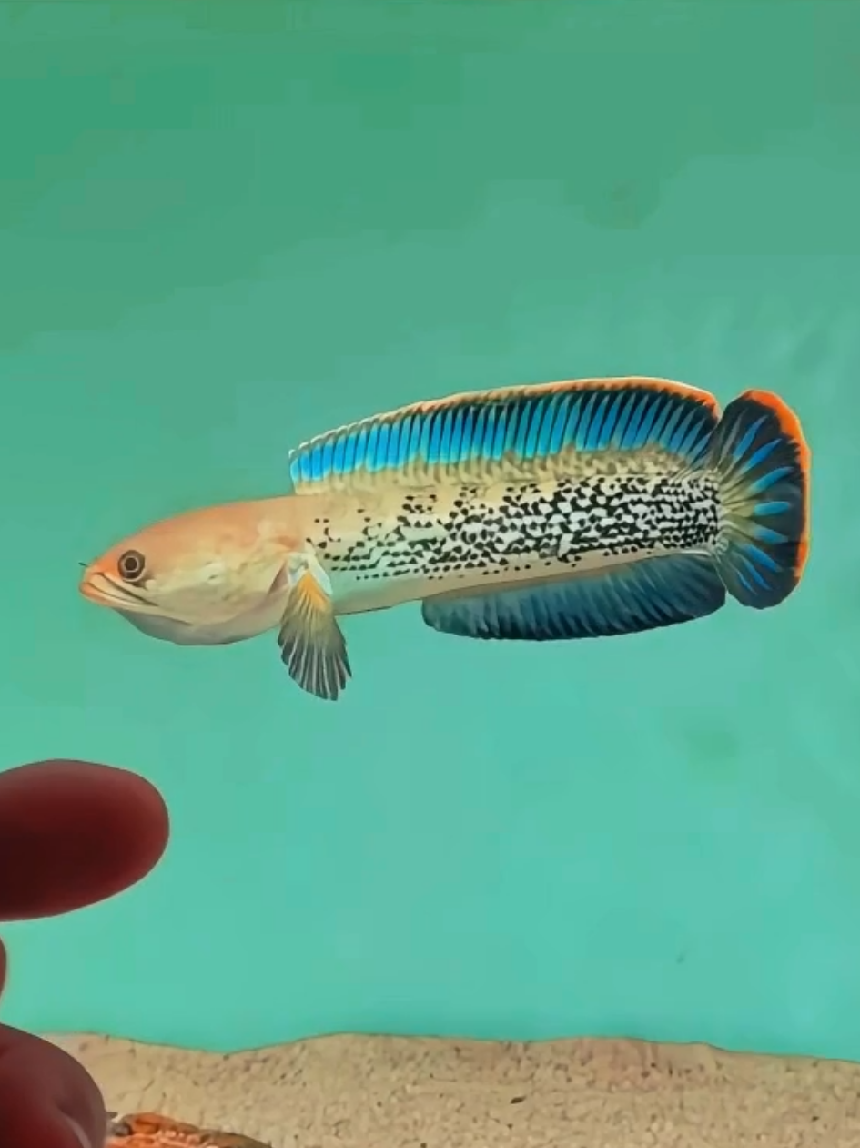 Buat yang suka kejutan, Stewarti jawabannya. Nggak pernah bisa ditebak mood-nya 😅 #ikanpredator #predatorfish #snakehead #channa #filteraquarium #fishtank #aquascape #aquarium #ikanhias #hoby #stewarti 