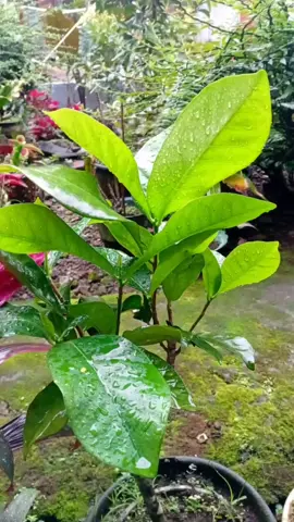 Males Ra gawe judul ngene ae 🤭🤭🤭🤭😊😊😊#fypシ゚viral #fypシ #viral @FA'NO  *aguya @Fannoaguya 