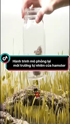 Môi trường tự nhiên của hamster và cách chúng hoạt động ##cuteanimals##animalstory##viralvideo##foryou##pet