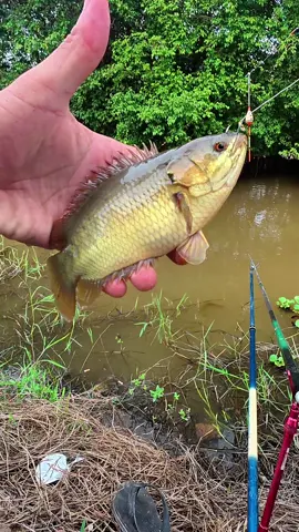 Lại thêm một buổi câu tự nhiên với mớ cá đồng bạc tị#LongPhaQuế #câucá #fishing #mồicâuphúthành #longphaquế 