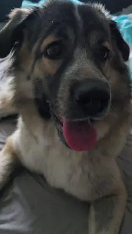 🥹🥰❤️😍 #for #dog #funnydog #baby #tik_tok 
