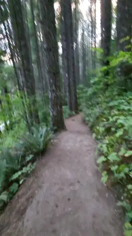 Lewis lower trail Gifford penchot national forest 