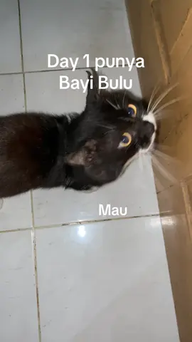 Dulu pernah ngomong “ko ga pernah denger suara Dede ngeong ya” EH sekarang yapping bgt a.k.a bct jirrrr 😭