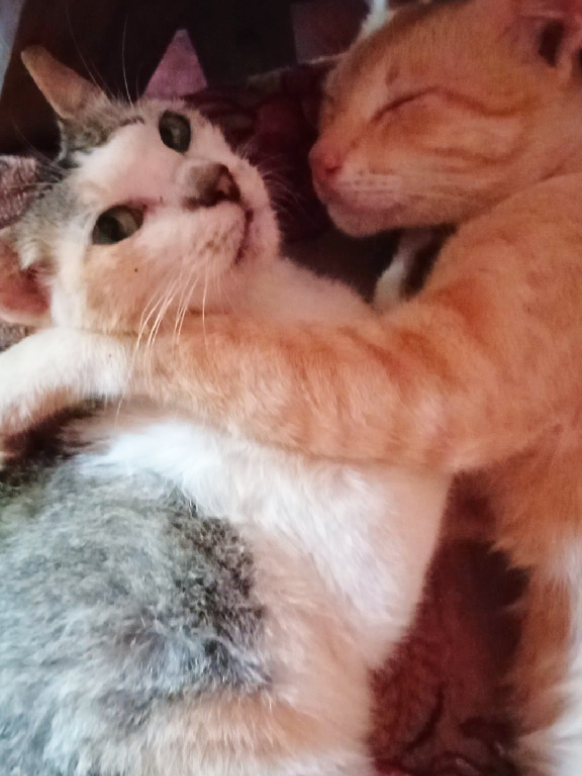 don't disturb 😁😁😁🤭🤭 #lovelycat #cutecat #catlover #petworld 😍😍😍😍
